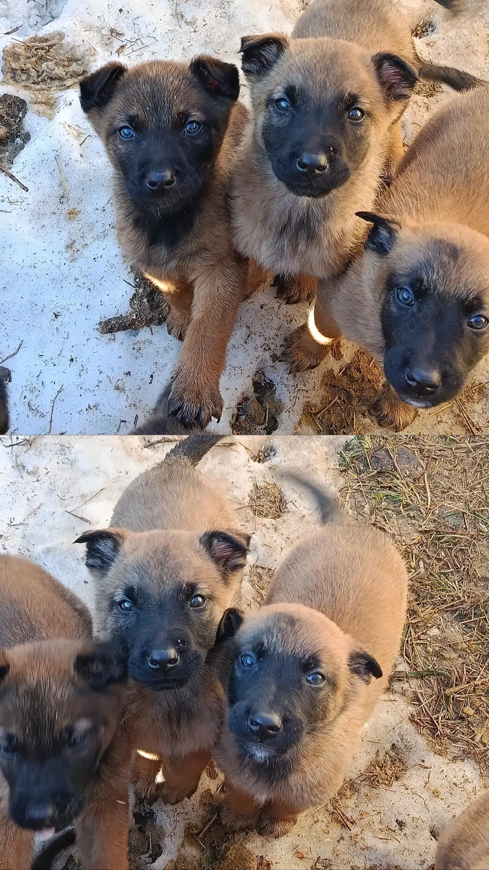 Pui Ciobanesc Belgian Malinois