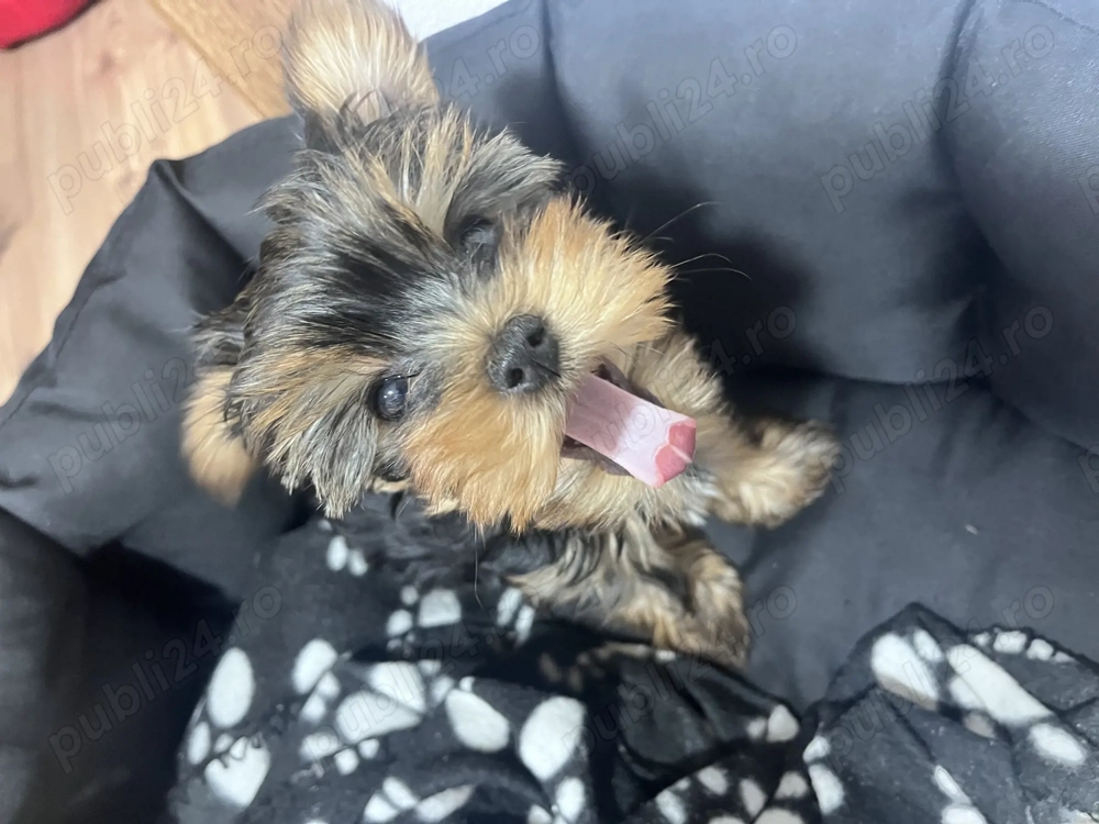 Vând pui Yorkshire Terrier