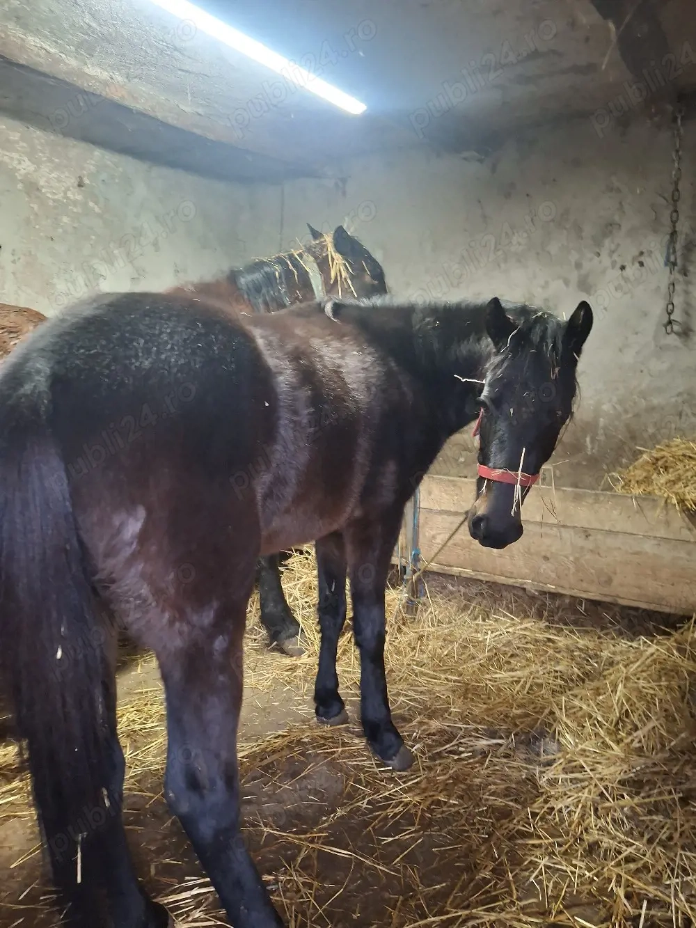 mânza de 1an si 2luni