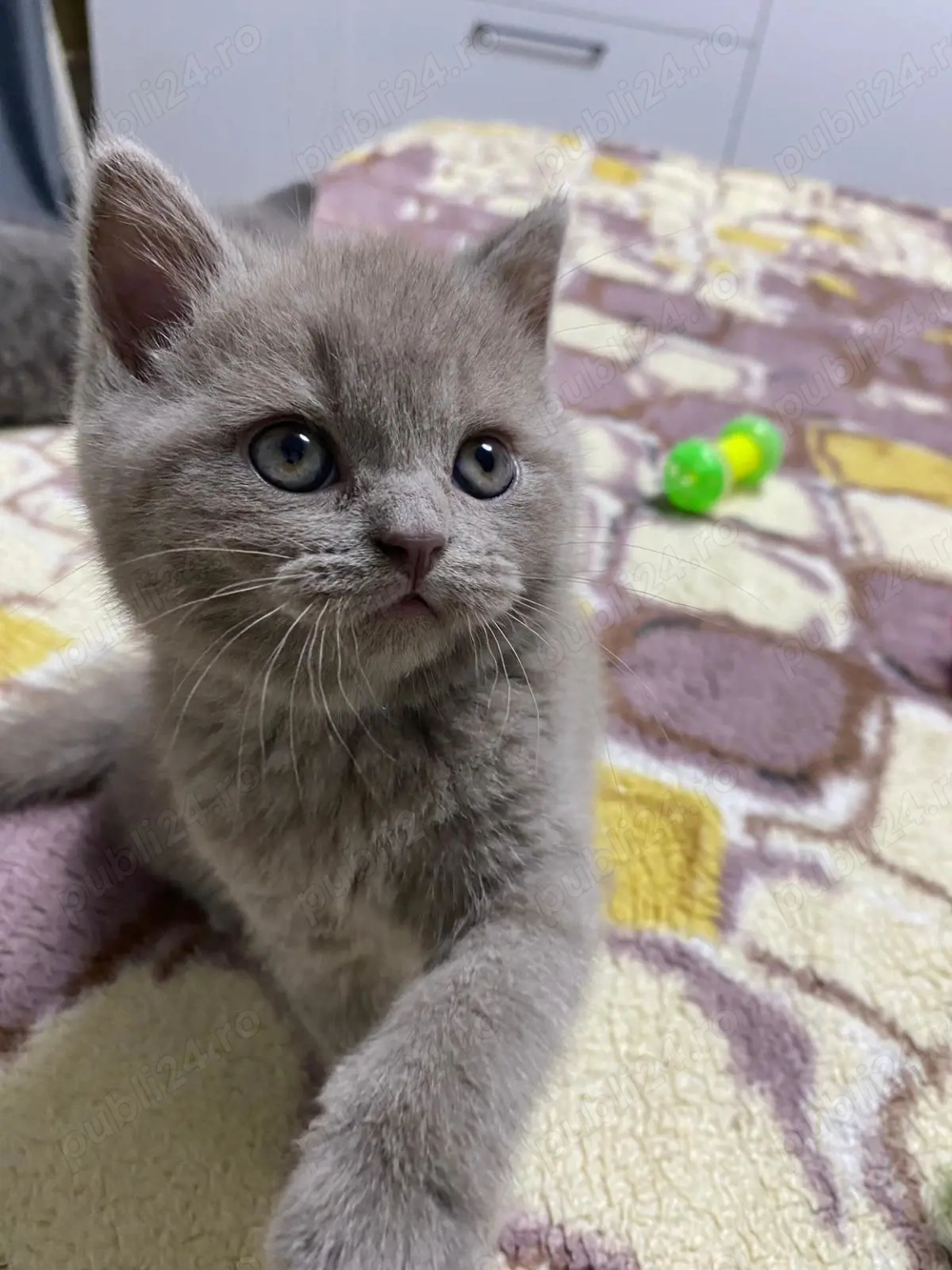 Pui de british short hair