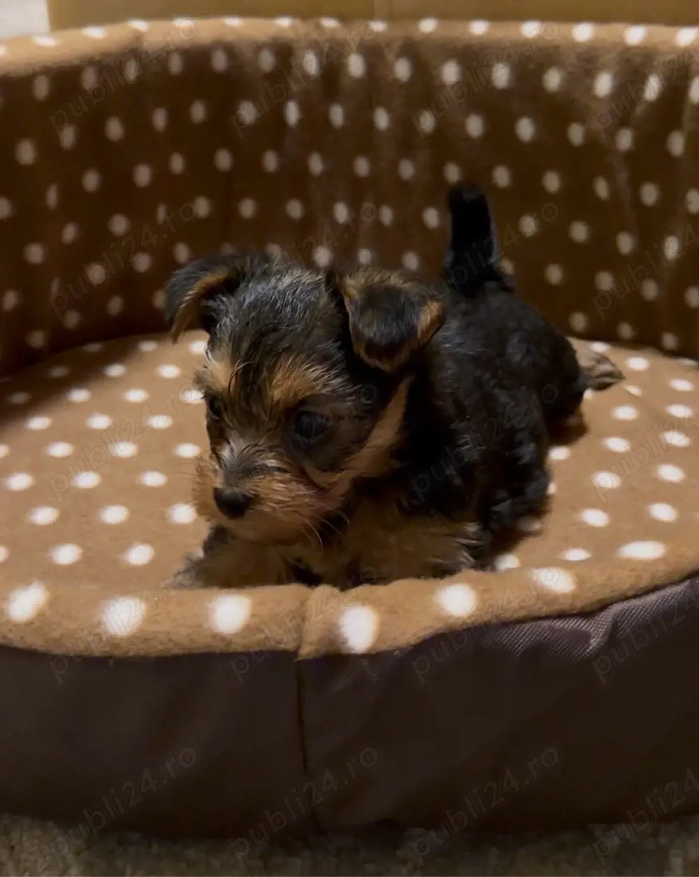 Pui Yorkshire Terrier (preț negociabil)