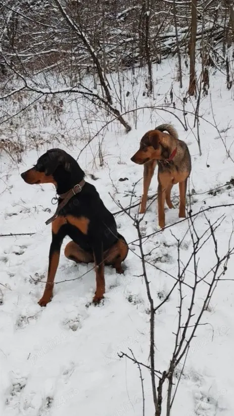 Copoi ardelenesc femelă 