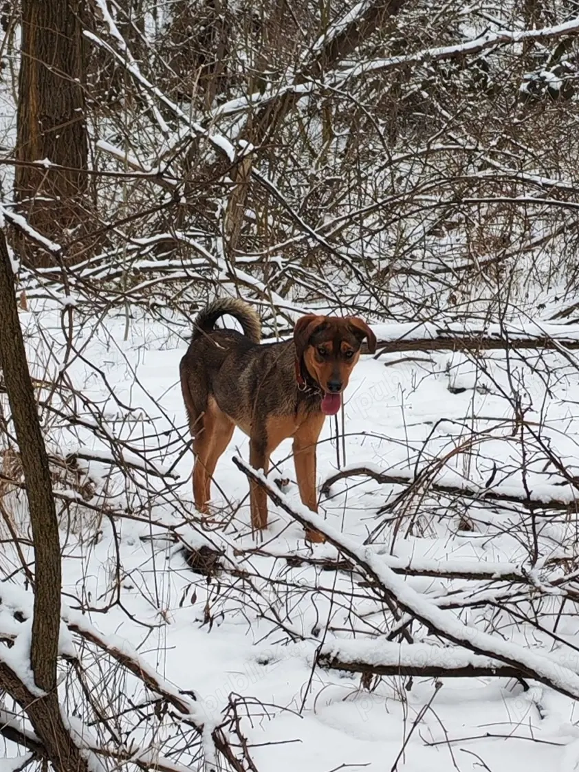Copoi mix laika siberian 