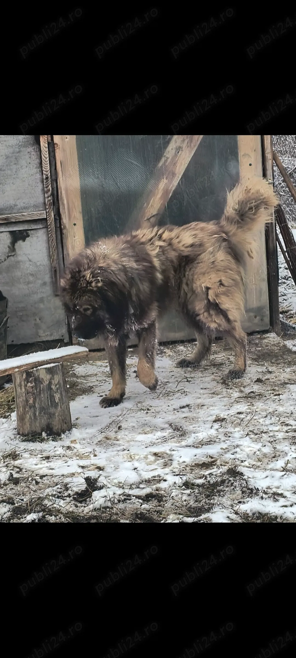 Vând mascul Ciobanesc 