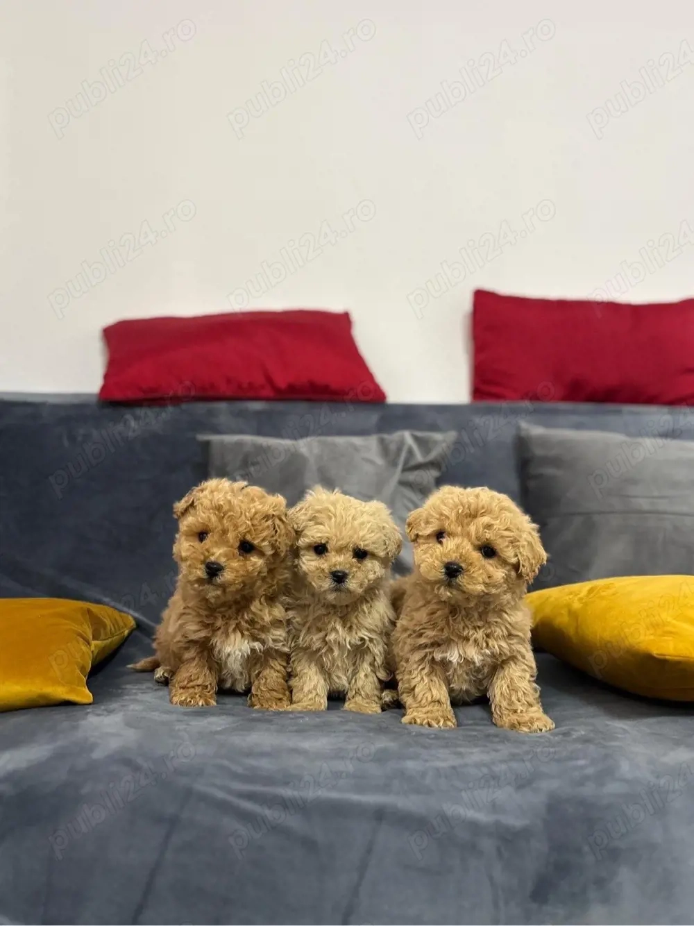 Pui superbi Maltipoo