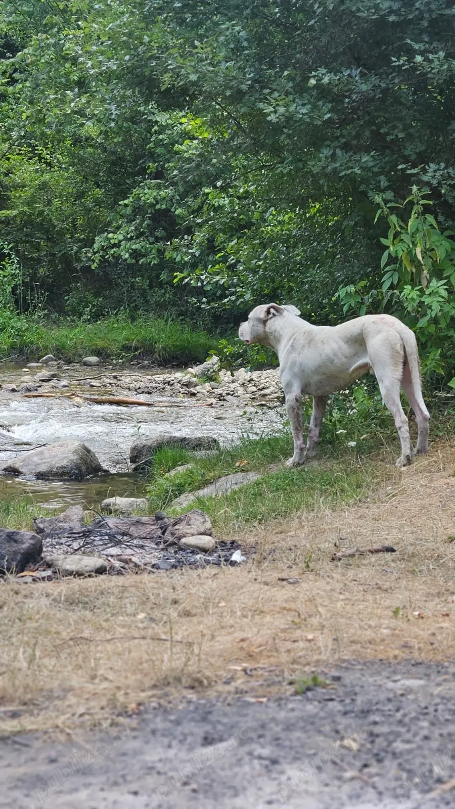 dog argentinian mascul