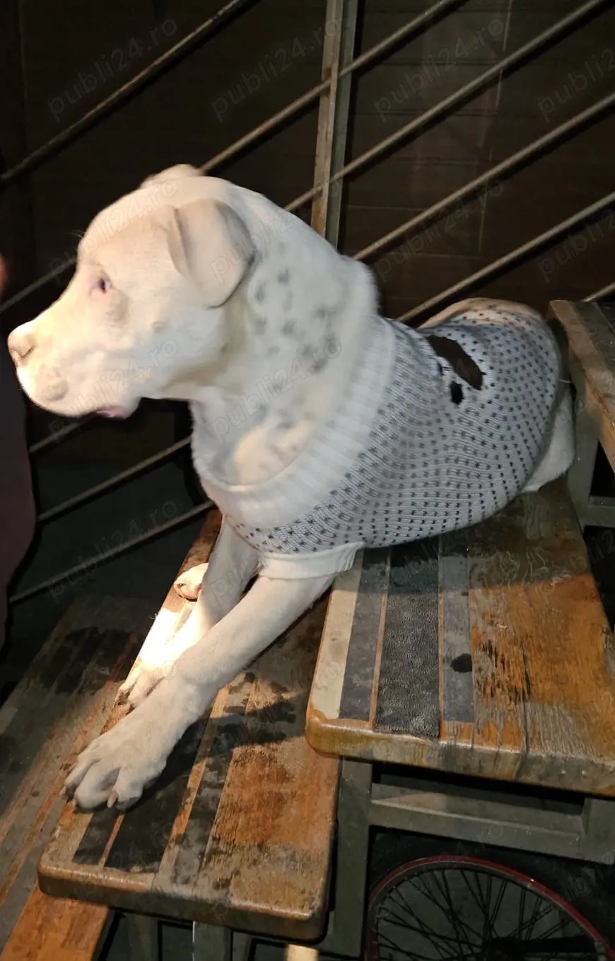 Dog argentinian mascul