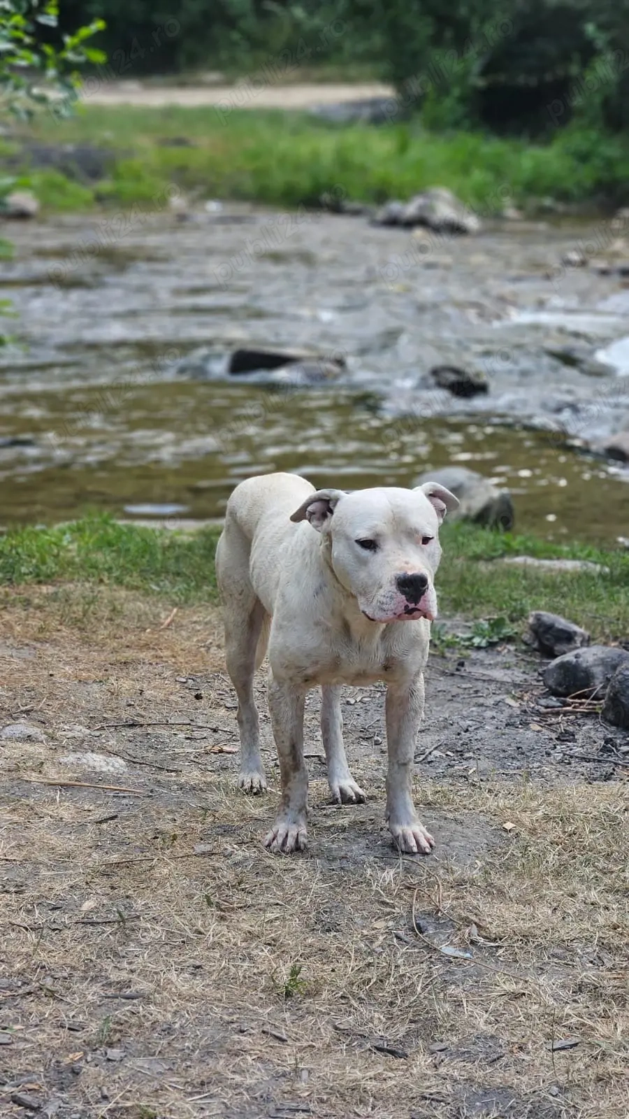 mascul dog argentinian