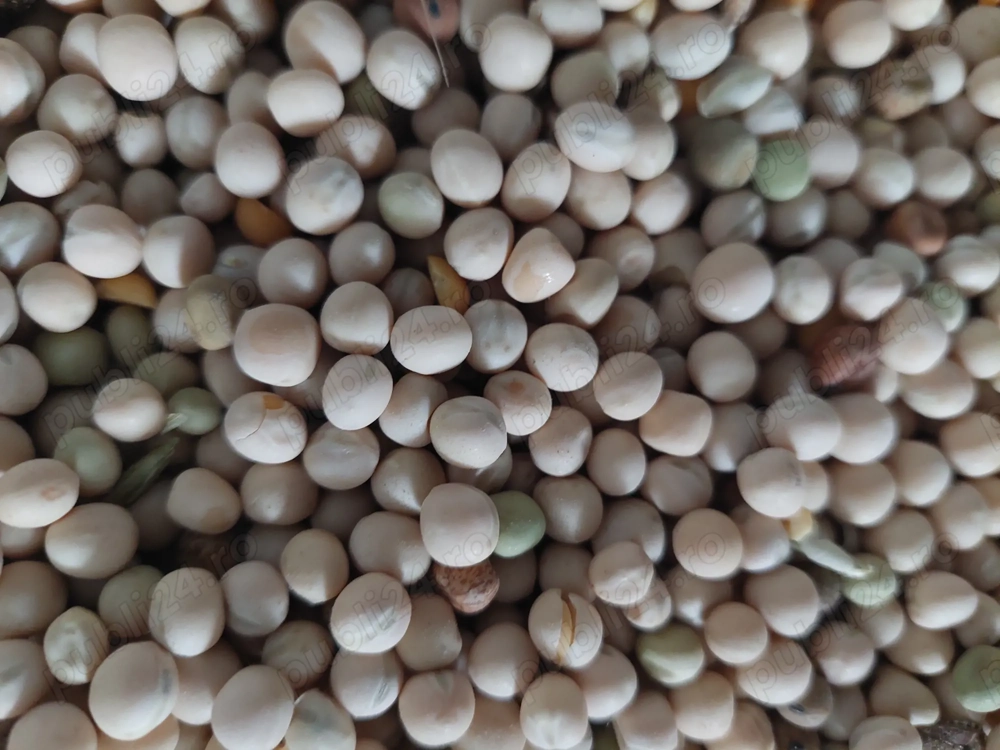 Vand mazare furajera