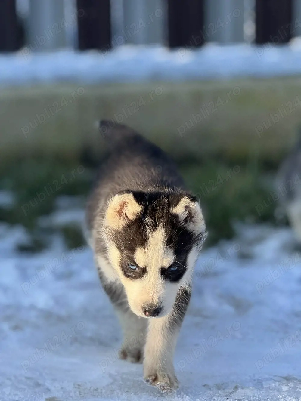 băiețel pui husky 