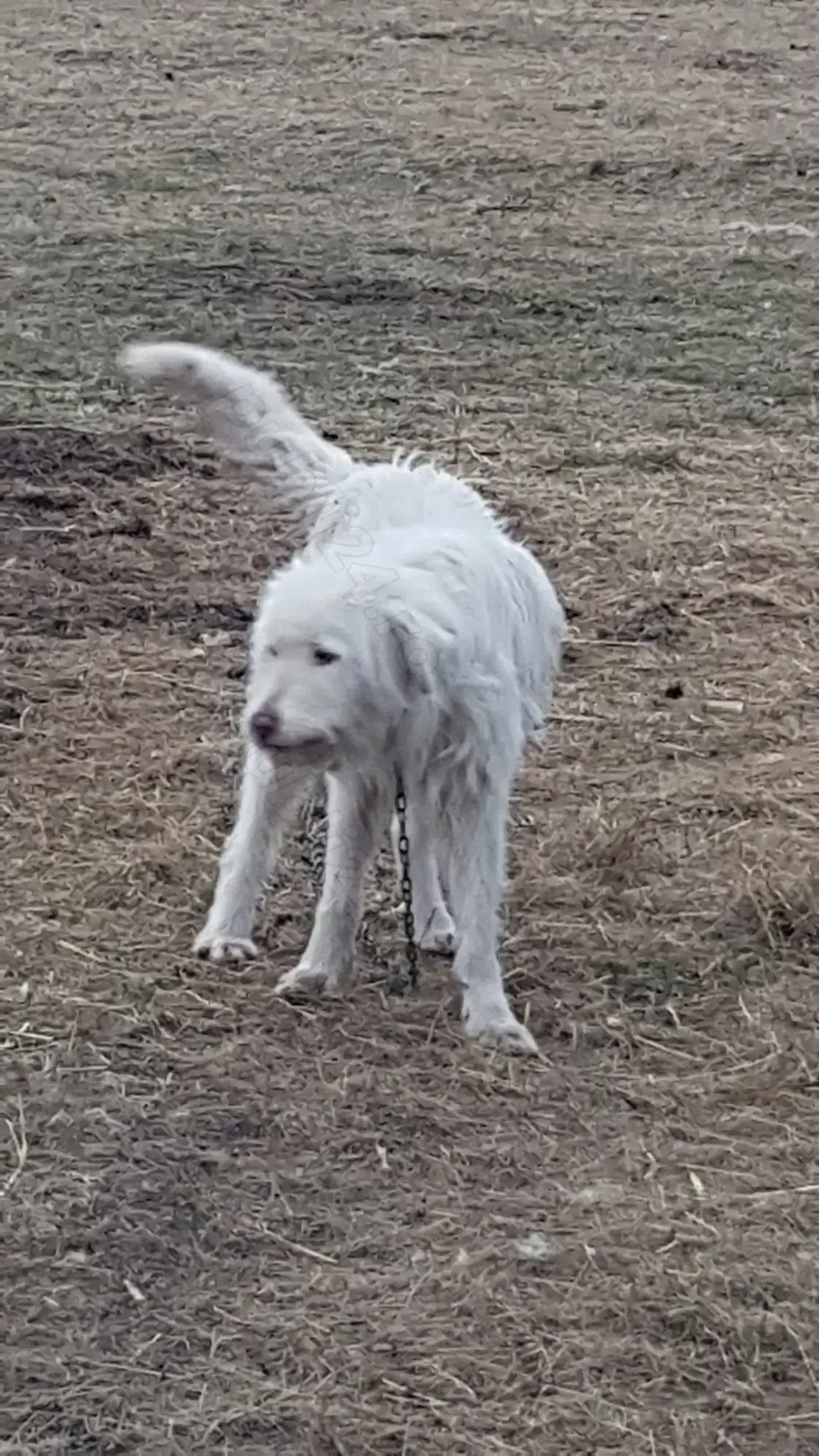 Vand catea ciobaneasca 