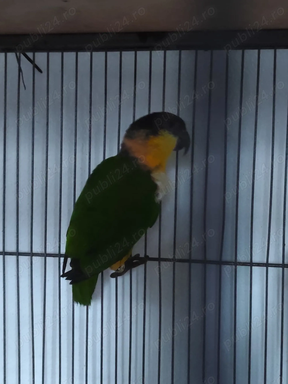 Mascul Caique cap negru 2025