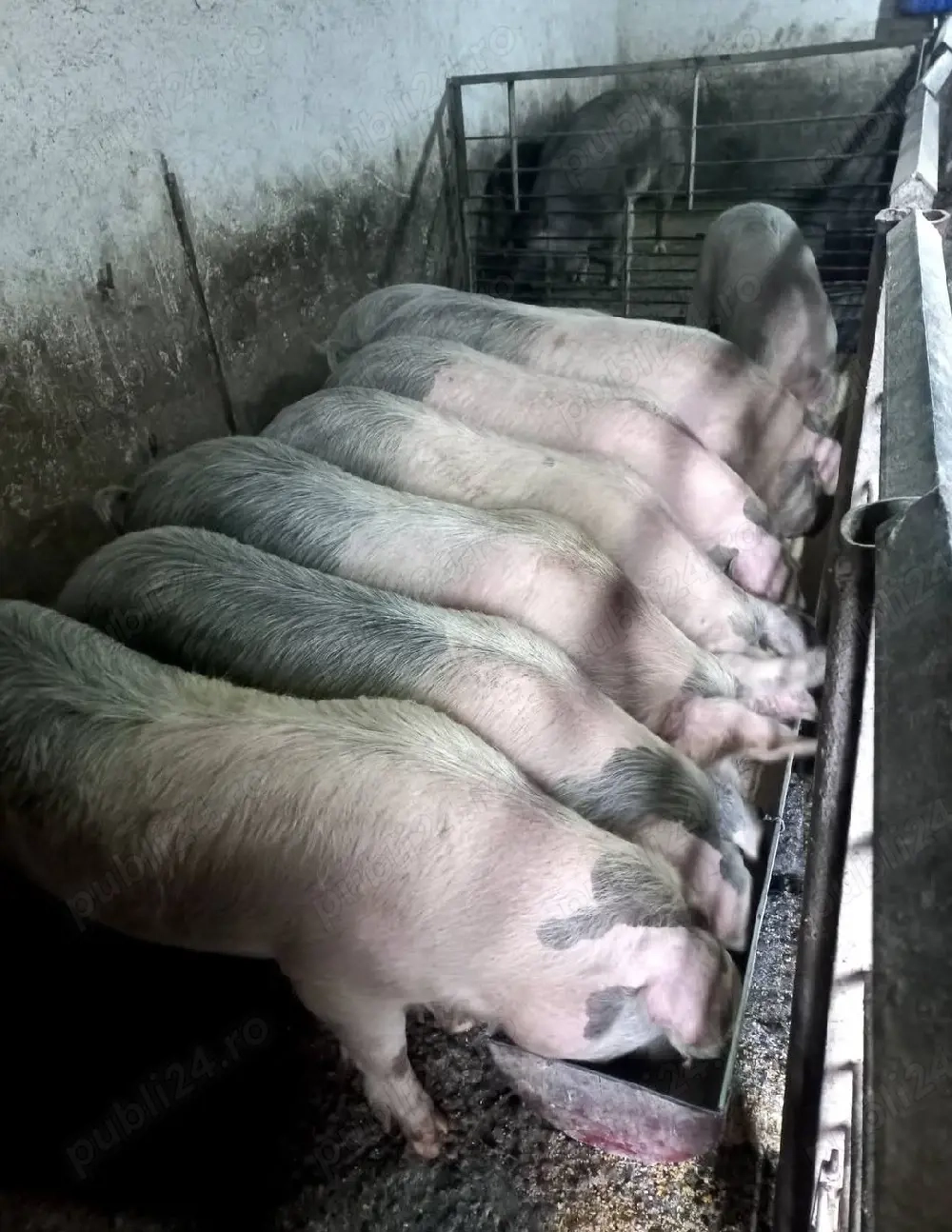 Vând porci de  carne 