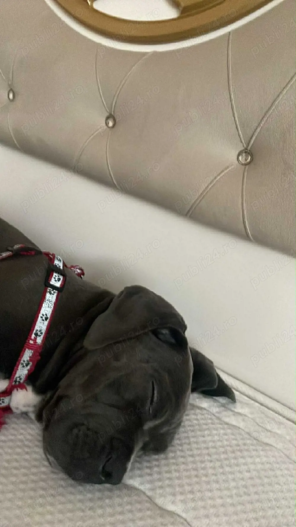 cane corso femela 3 luni jumate cuminte 