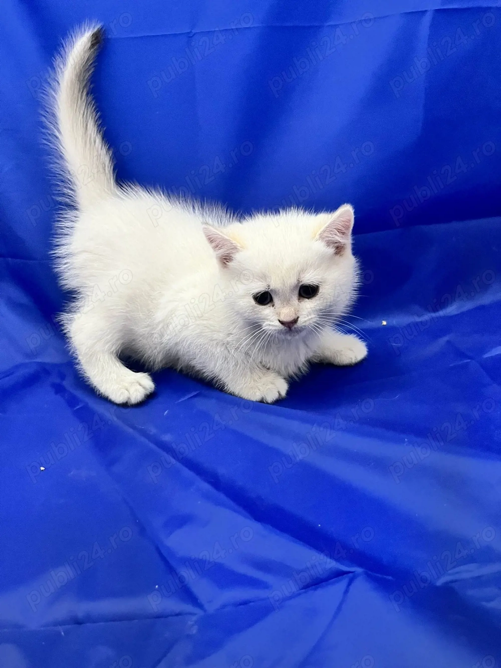 BritishLonghair&Shorthair