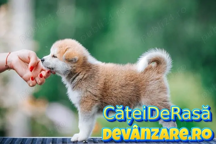 Akita Inu Rasa Pura cu Factura,Microcip,Garantie,Transport Gratuit la Timisoara