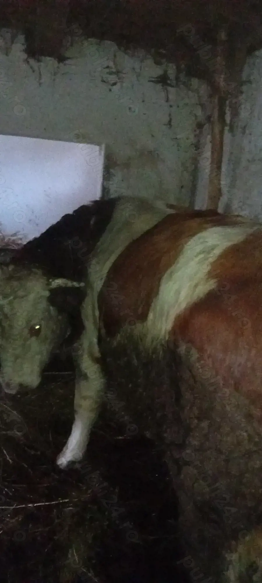 Vand 3 taurii si o junica!