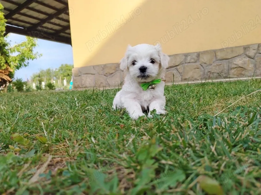 Puiuti de bichon maltez 