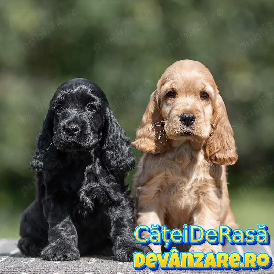 Cocker Spaniel de Vanzare cu Factura,Transport Gratuit,Microcip,Garantie,Hrana Gratuita,Vaccin