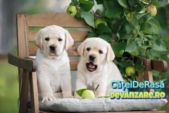 Labrador Crem,Negru,Maro cu Factura,Garantie,Transport Gratuit,Hrana Gratuita,Vaccin,Microcip