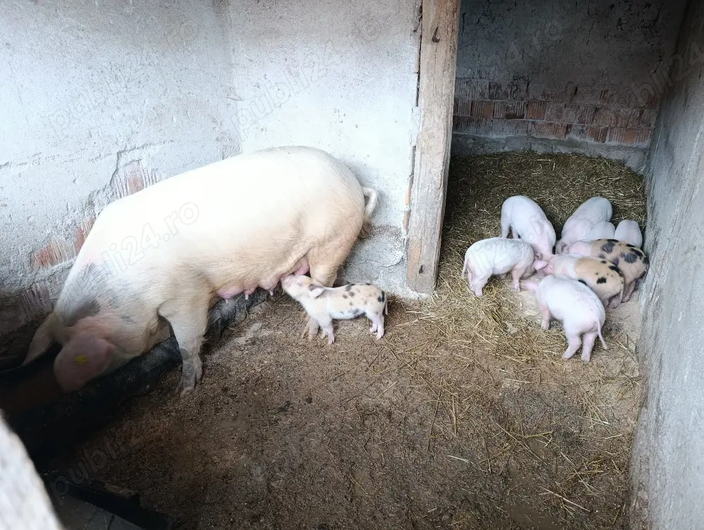 scroafa de vânzare cu 9 purcei 