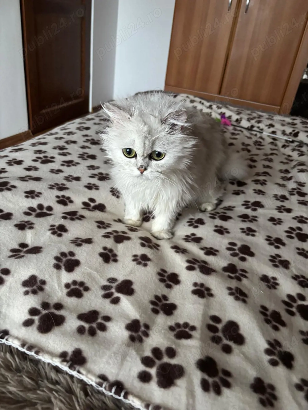 Pisica British longhair silver pedegree 