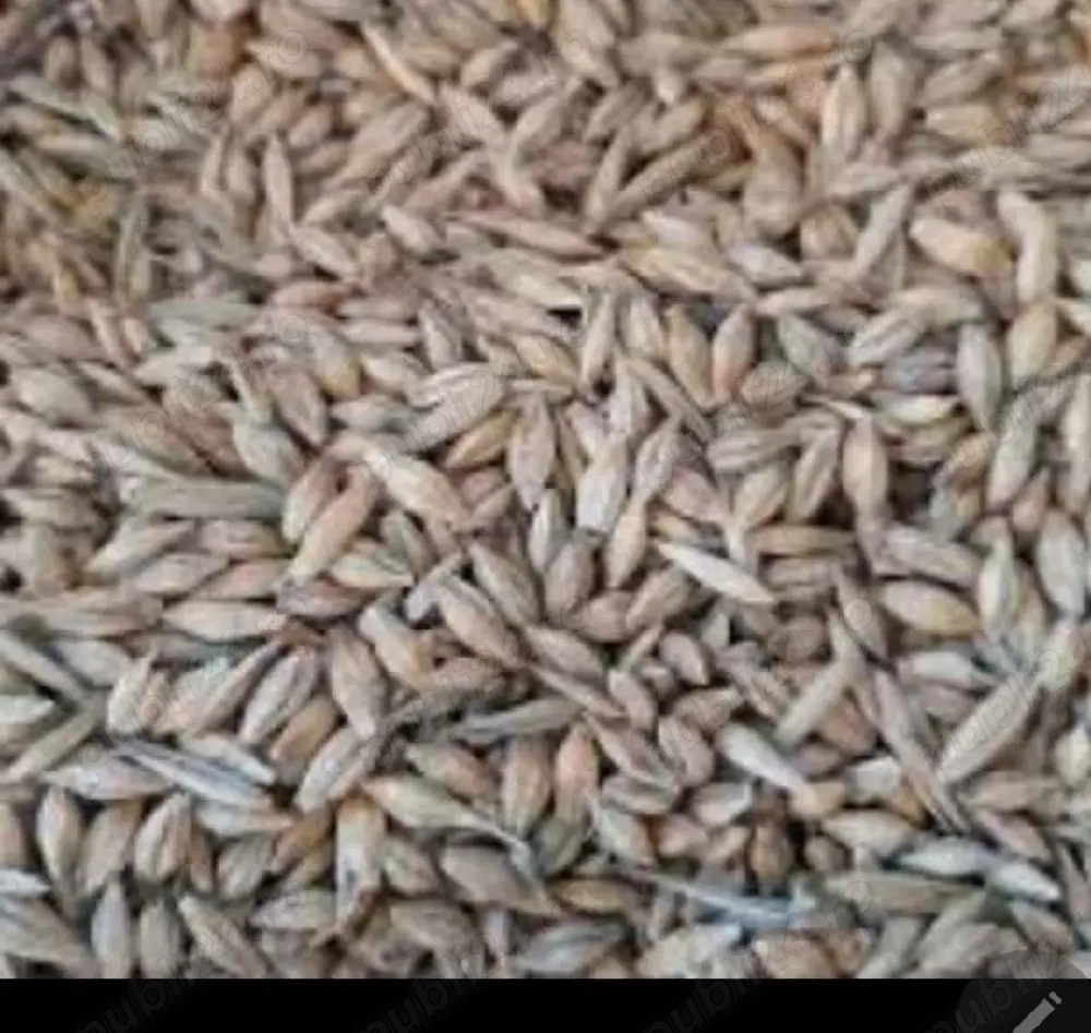 Orzoaica de primavara c1