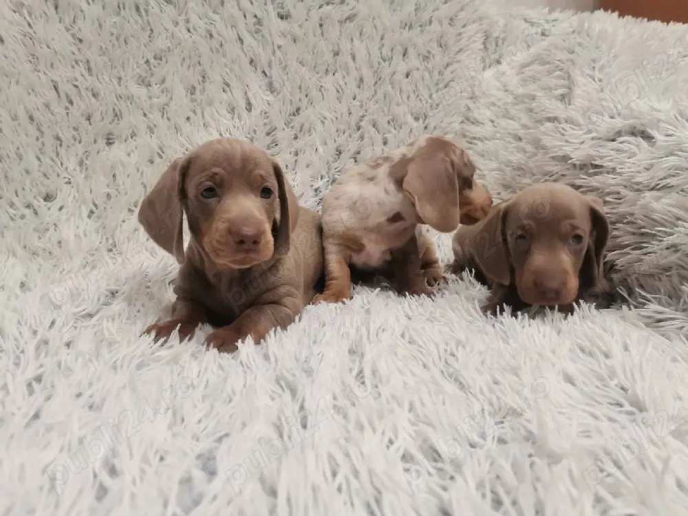 teckel iszabel disponibil !!!