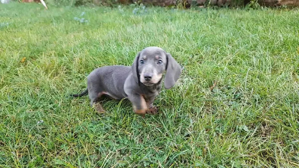 te kel blue mascul !!!