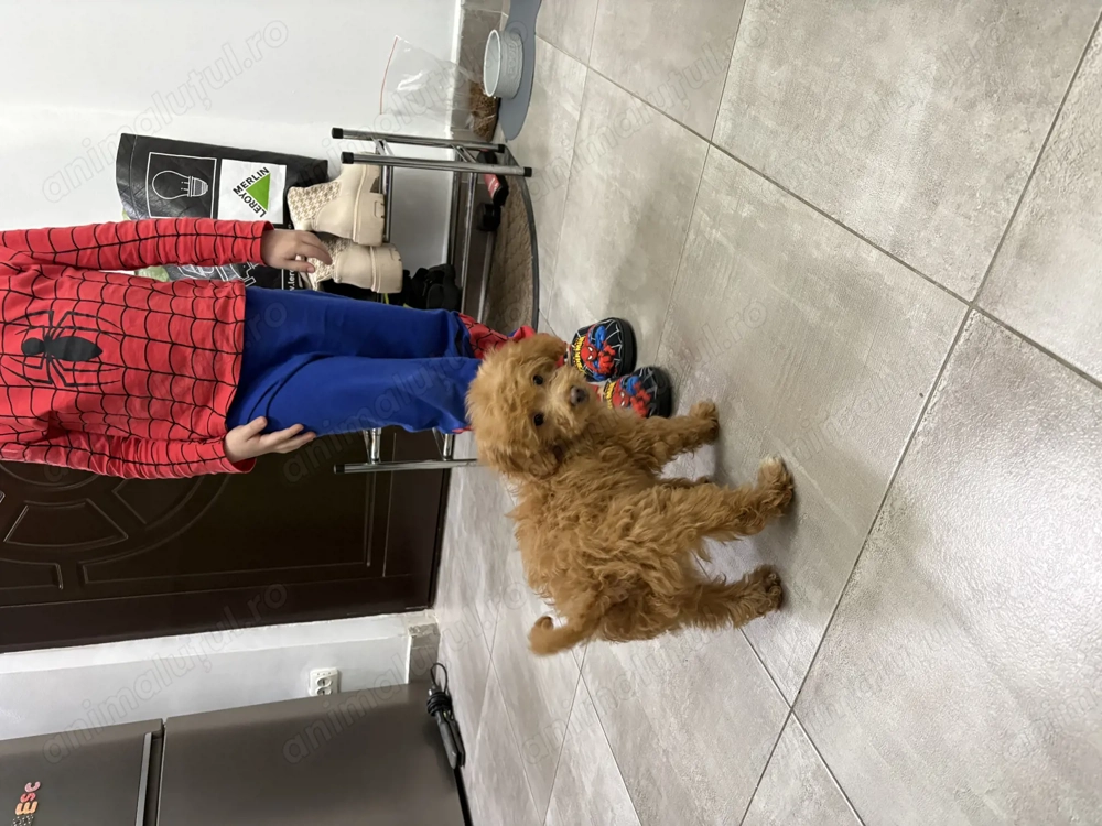 Pudel baietel 10 saptamani