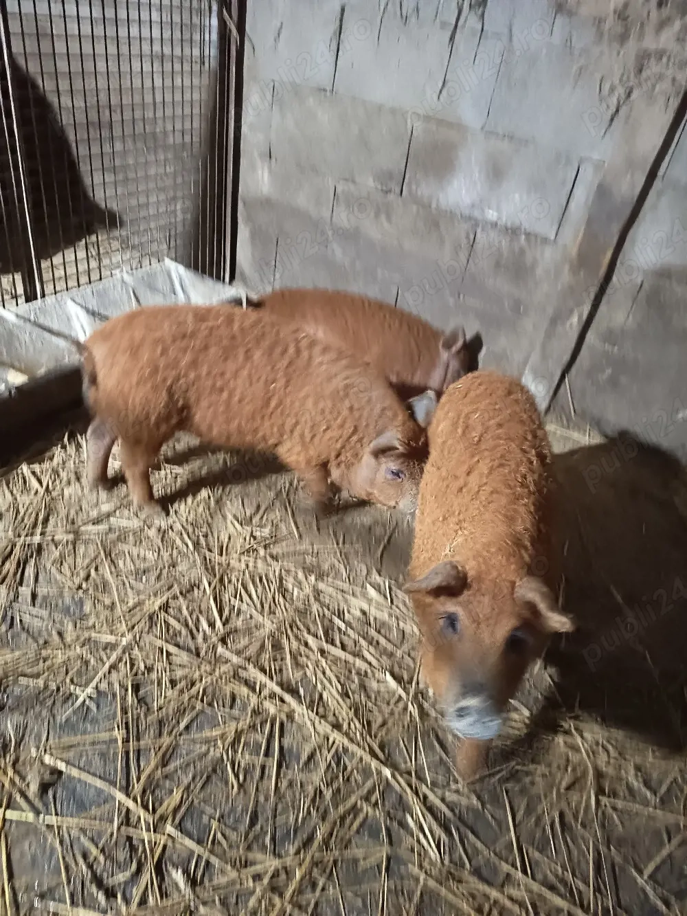 Vand purccei mangalița de 3 luni