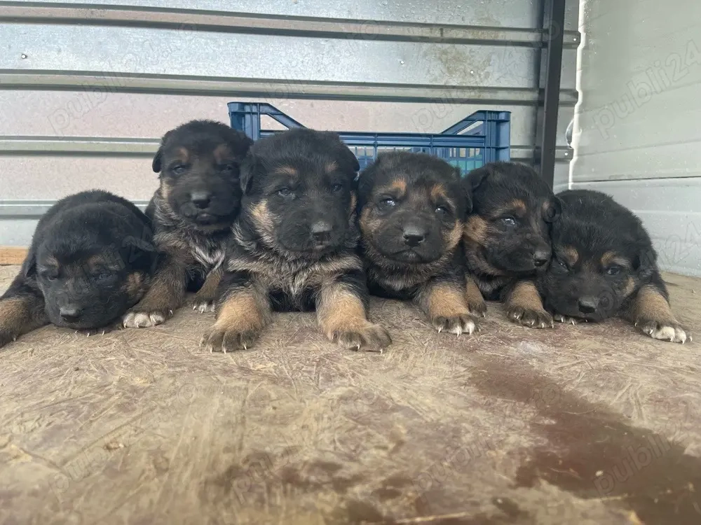 pui ciobanesti german