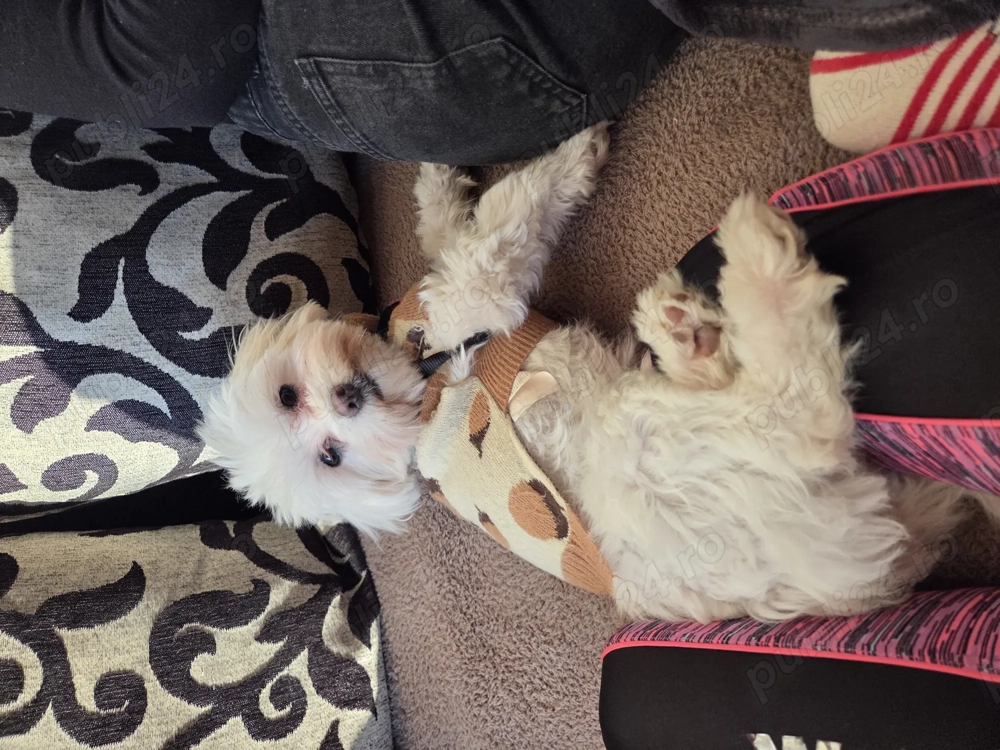 Vând Bichon Maltez 10luni