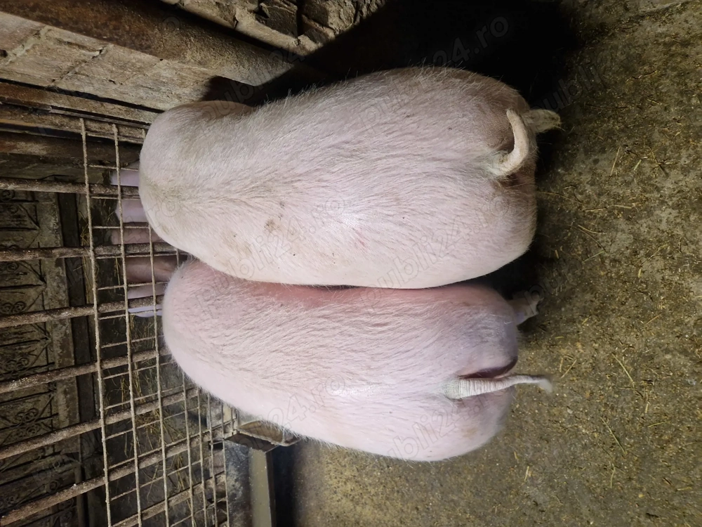 Vand doi porci de 150-180 kg