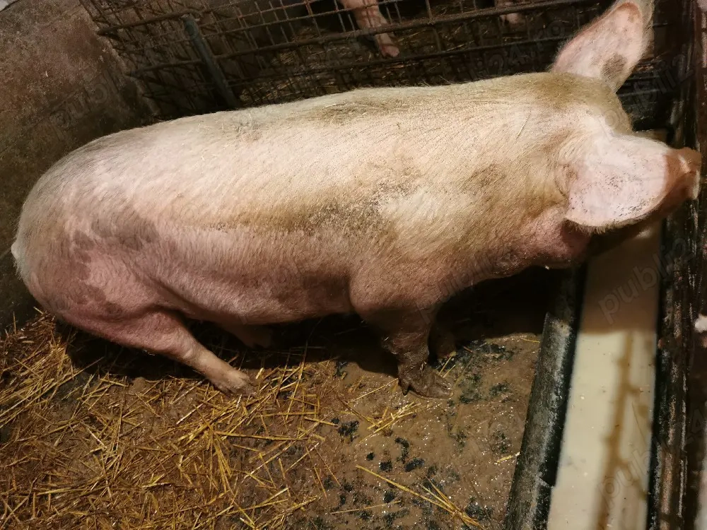 Porci grași de vânzare 150-250 kg