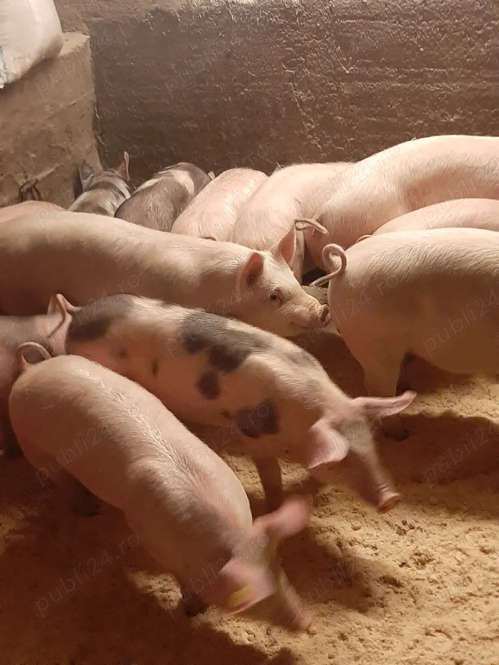 vând soldani de carne diferite mărimi 