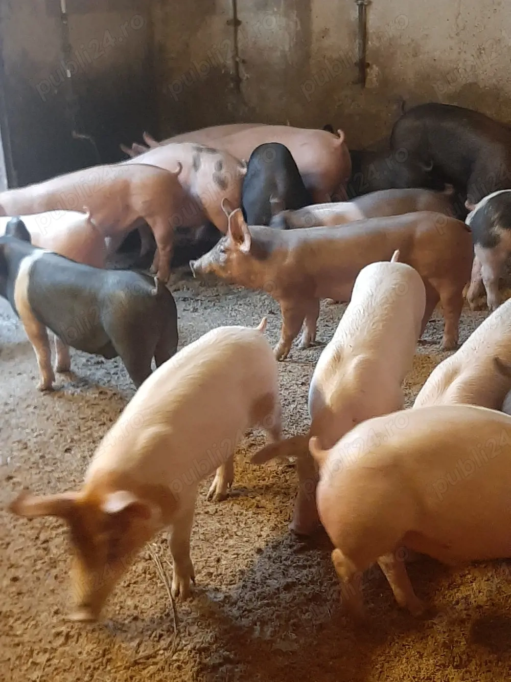 vând soldani de carne diferite mărimi 