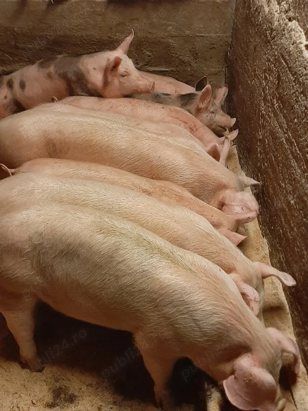 vând purcei,soldani, porci, diferite mărimi 