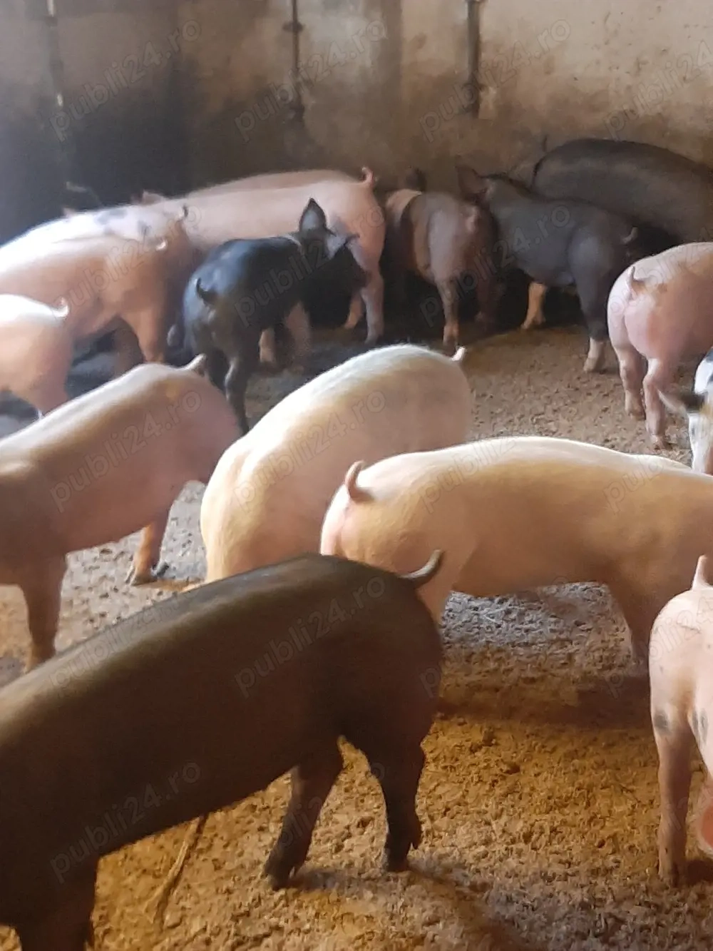 vând soldani de carne diferite mărimi 