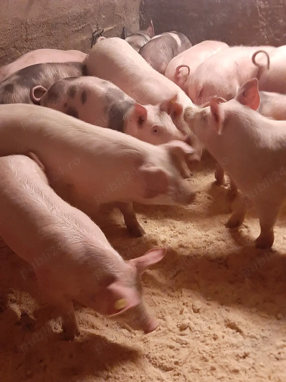 vând purcei și soldani diferite mărimi 