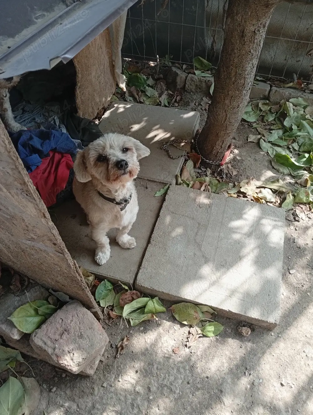 Donez cățel bison maltez talie mică este foarte jucăuș și voios vârstă 3 ani 