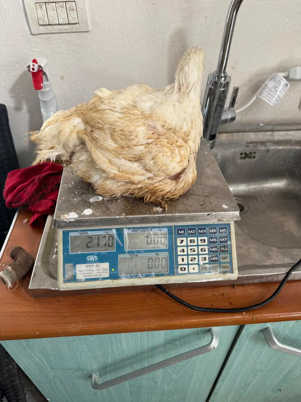 Pui alb de carne 3 săptămâni intre  1,9 -  2.5 kg  25 lei