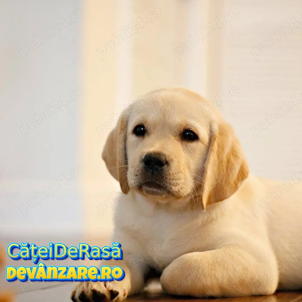 Labrador de Vanzare cu Factura,Garantie,Transport Gratuit,Hrana Gratuita,Microcip,Vaccin,Carnet 