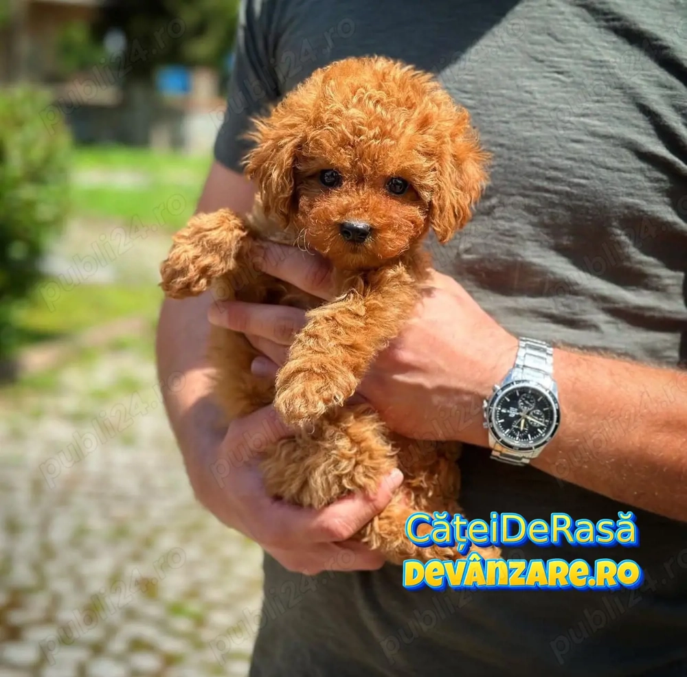 Caniche Pitic Poodle Toy cu Factura,Garantie,Transport Gratuit,Hrana Gratuita,Microcip,Vaccin