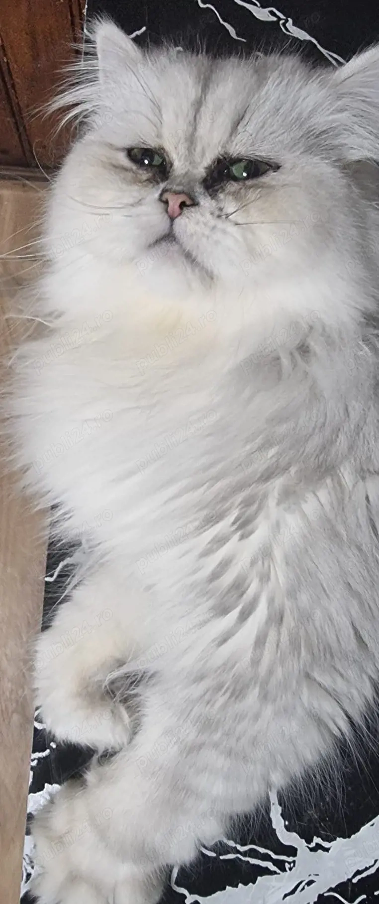 motănel persan chinchilla disponibil 