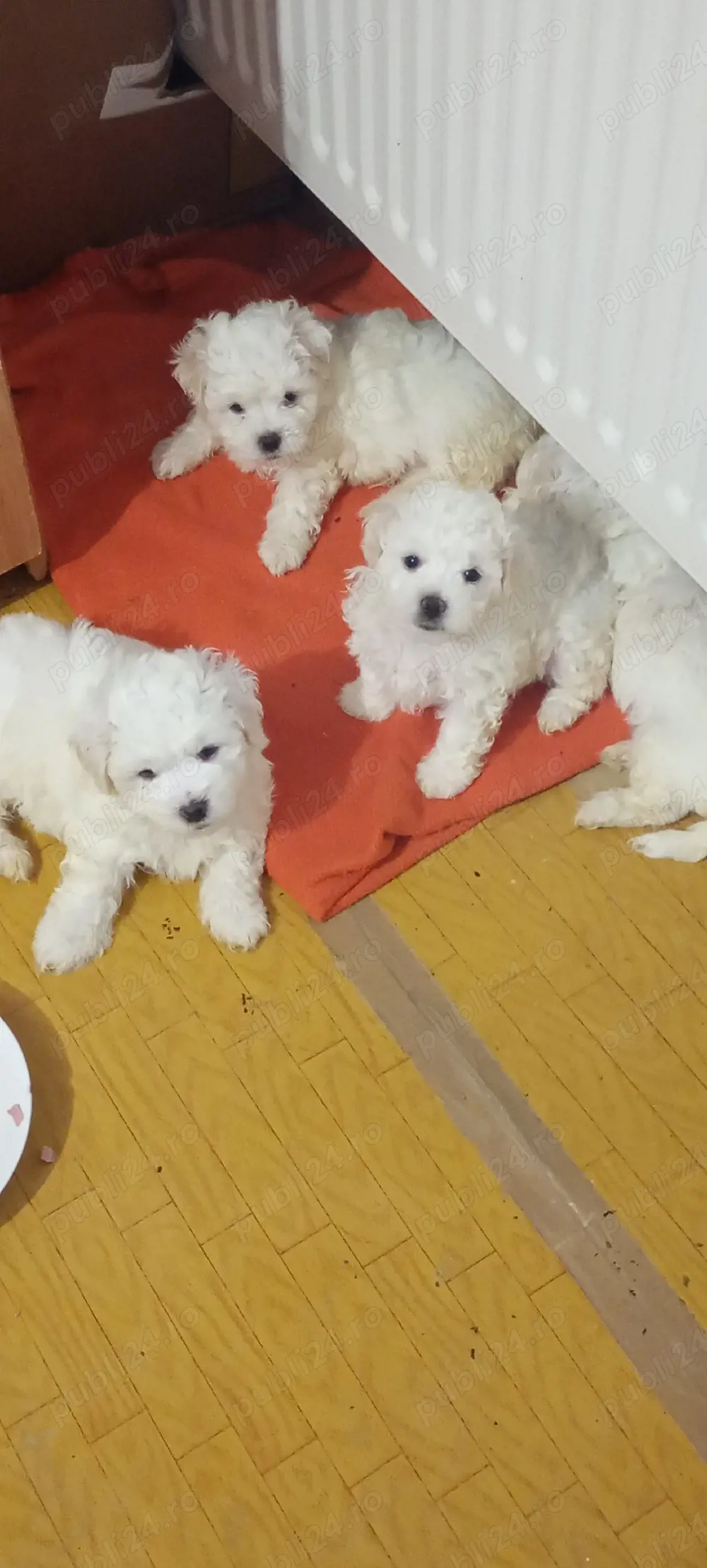 Bichon maltez,jucaus,dragalas