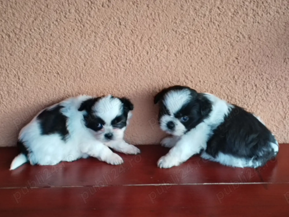 De vînzare puiuți de shitzu 