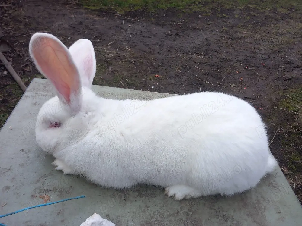 vand iepuroaica urias german 