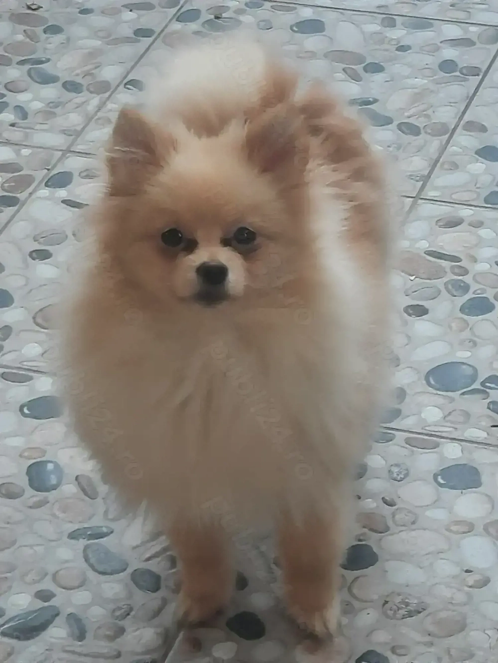 Pomeranian femelă, 7 luni, roșcată, talie mică aproximativ 1,5 kg,foarte jucăușă