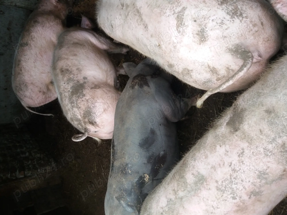 Porci 80 90 kilograme